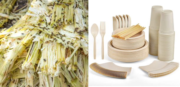What is Bagasse and Why Eco - Tableware?